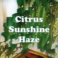 Citrus Sunshine Haze strain