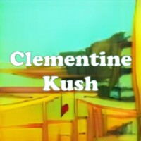 Clementine Kush strain