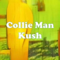 Collie Man Kush strain