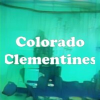 Colorado Clementines strain
