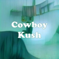 Cowboy Kush strain