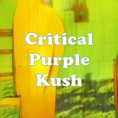 Critical Purple Kush strain