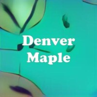 Denver Maple strain