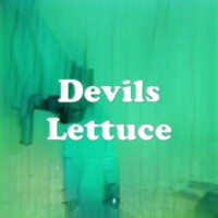 Devils Lettuce strain