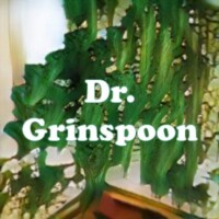 Dr. Grinspoon strain