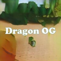 Dragon OG strain