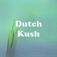 Dutch Kush strain