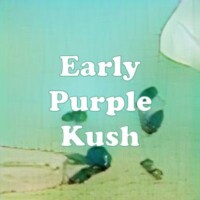 Early Purple Kush strain