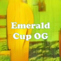 Emerald Cup OG strain