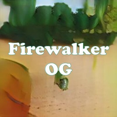 Firewalker OG strain