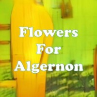 Flowers For Algernon strain