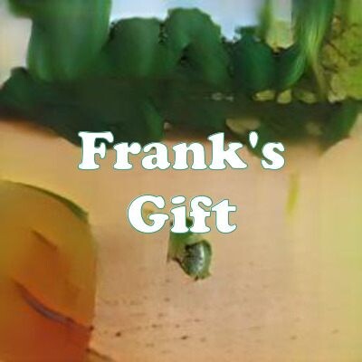 Frank's Gift strain