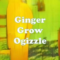 Ginger Grow Ogizzle strain