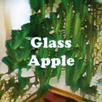 Glass Apple strain