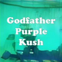 Godfather Purple Kush strain