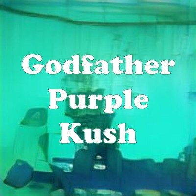 Godfather Purple Kush strain