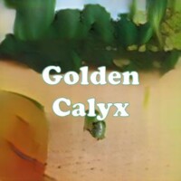 Golden Calyx strain