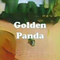 Golden Panda strain