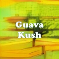 Guava Kush strain