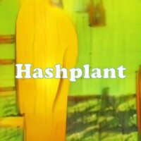 Hashplant strain