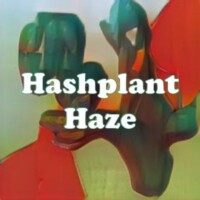 Hashplant Haze strain