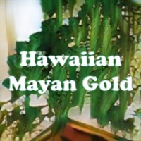 Hawaiian Mayan Gold strain