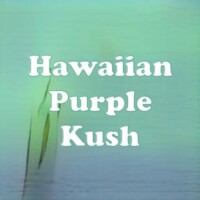 Hawaiian Purple Kush strain