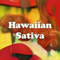 Hawaiian Sativa strain