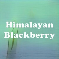 Himalayan Blackberry strain