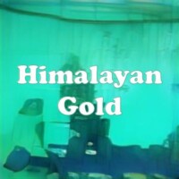 Himalayan Gold strain