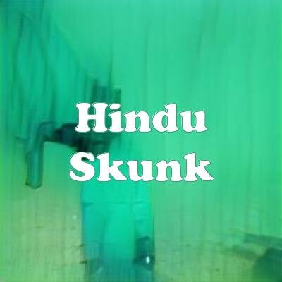 Hindu Skunk strain