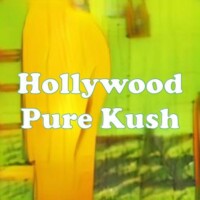 Hollywood Pure Kush strain