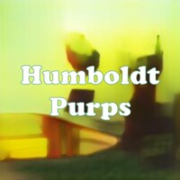 Humboldt Purps strain