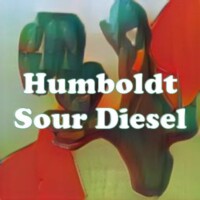 Humboldt Sour Diesel strain