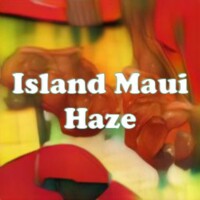 Island Maui Haze strain