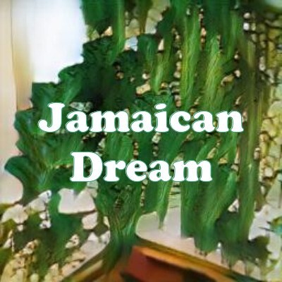 Jamaican Dream strain