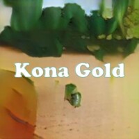 Kona Gold strain