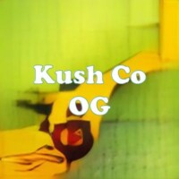 Kush Co OG strain