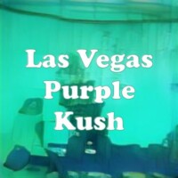 Las Vegas Purple Kush strain