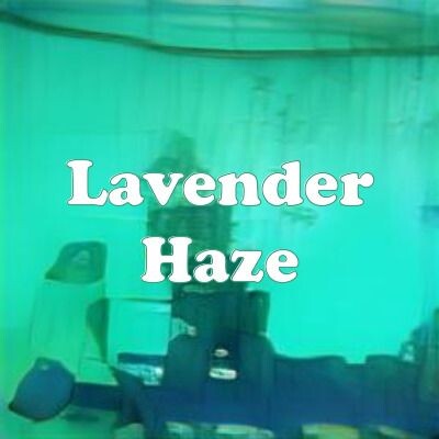 Lavender Haze strain