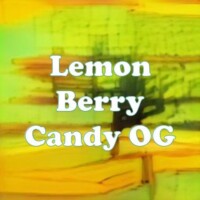 Lemon Berry Candy OG strain