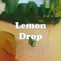 Lemon Drop strain