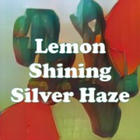 Lemon Shining Silver Haze strain