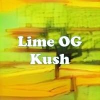 Lime OG Kush strain