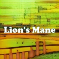 Lion's Mane strain