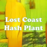 Lost Coast Hash Plant strain