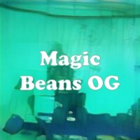 Magic Beans OG strain
