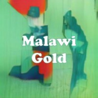 Malawi Gold strain