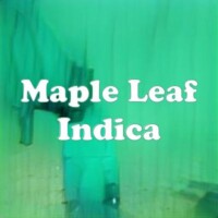 Maple Leaf Indica strain
