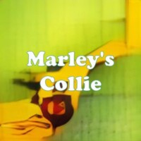 Marley's Collie strain